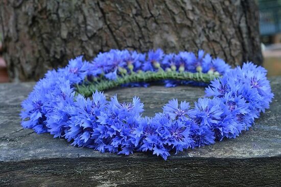 Blue cornflowers. Centaurea cyanus. Nectar plant. Annual flower seeds.